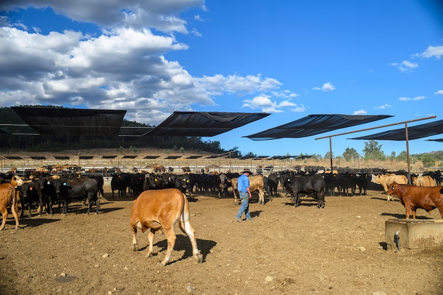 a man walks around with cows