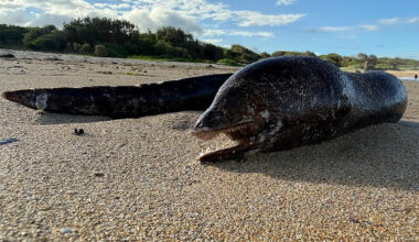 Incredible sight on Aussie beach as mysterious giant sea creature washes up