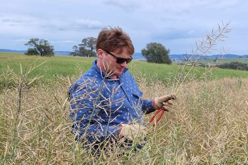 Man stands among crop.