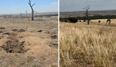 Incredible change as 11-hectare Aussie paddock fenced off after being 'smashed' by invasive species