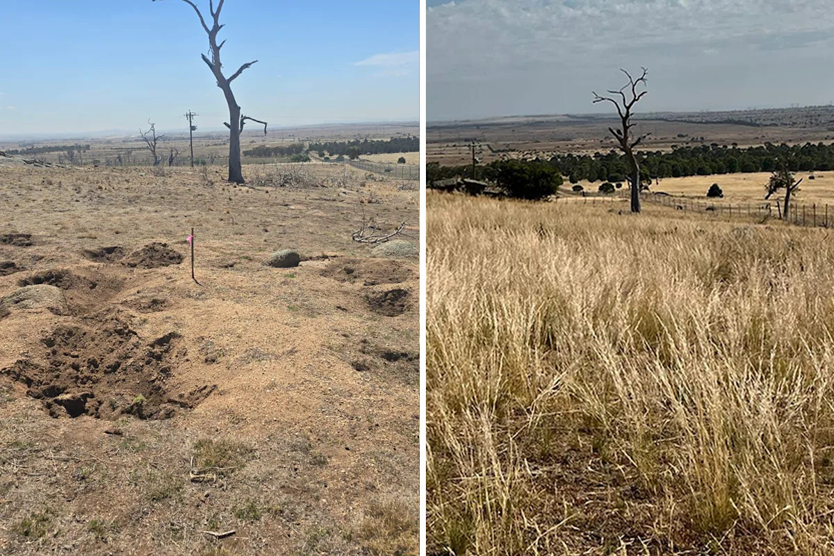 Incredible change as 11-hectare Aussie paddock fenced off after being 'smashed' by invasive species