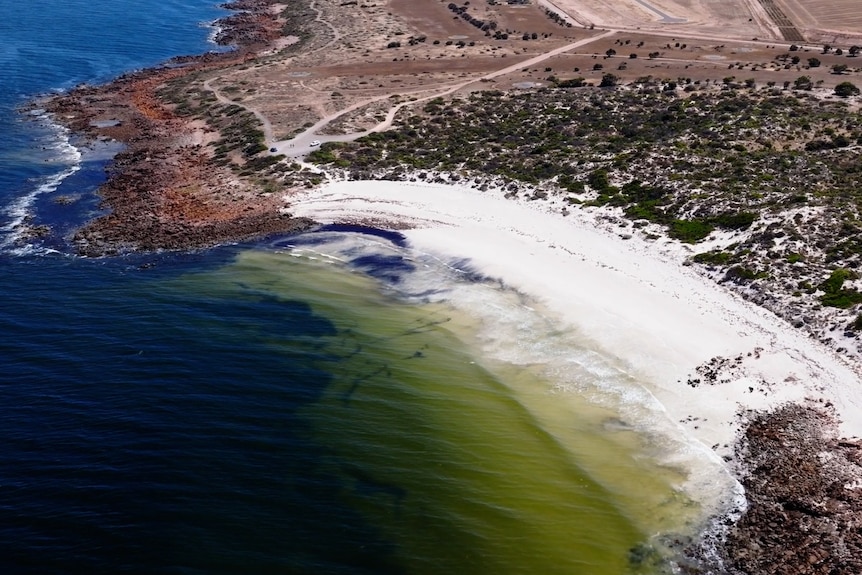 An aerial photo of a beach. The water from the beach to several metres out is yellow. Further out the water is blue.