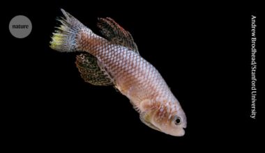 Youthful antics predict lifespan — at least for these fish