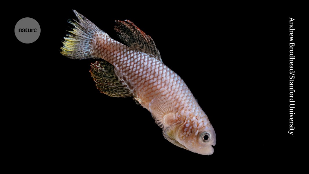 Youthful antics predict lifespan — at least for these fish