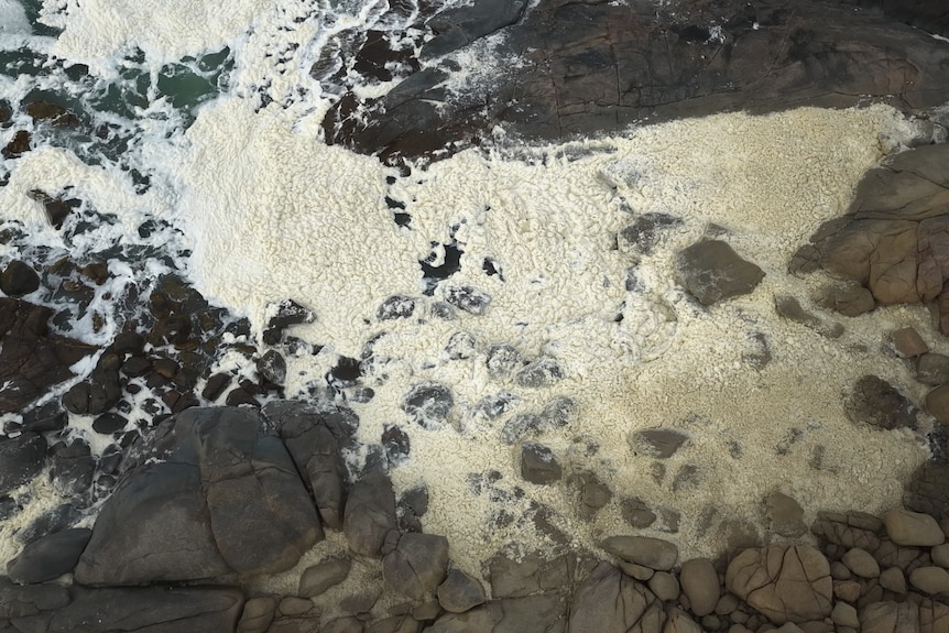 An aerial image of slightly yellow tinged foam building up on a rocky coastline.