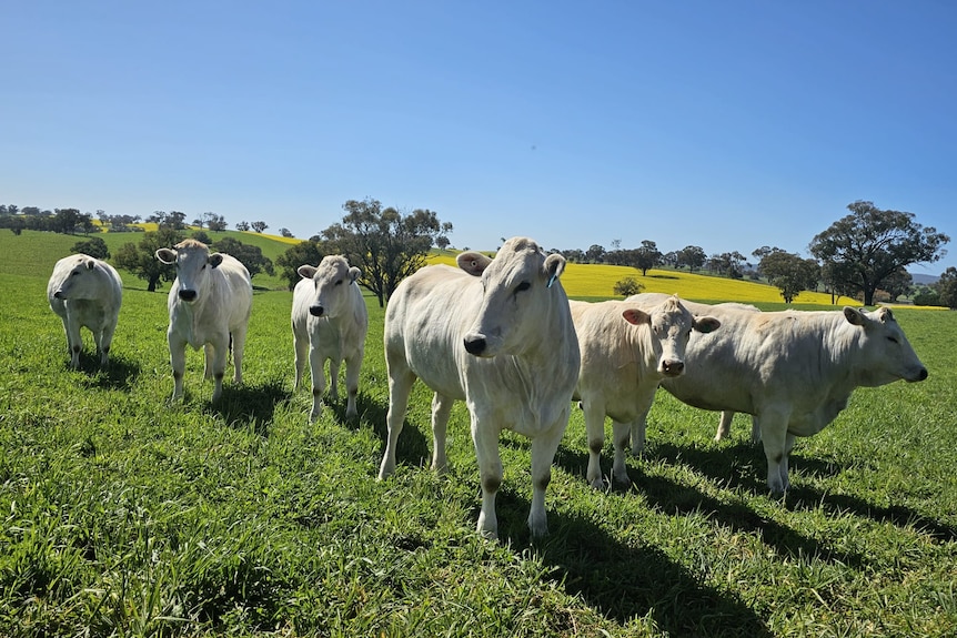 A small group of white cows stand together in a paddock.