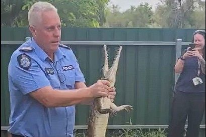 A police officer holds a baby crocodile under the mouth