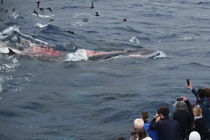 As the tour watched on, the orcas’ energy “shifted within a heartbeat”, according to the statement, who suddenly “exploded” out of the water towards an 11-metre, young fin whale which was believed to have been separated from its mother. 