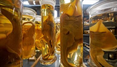 Darwin Speciments Analysed With A Laser (illustrative Image)