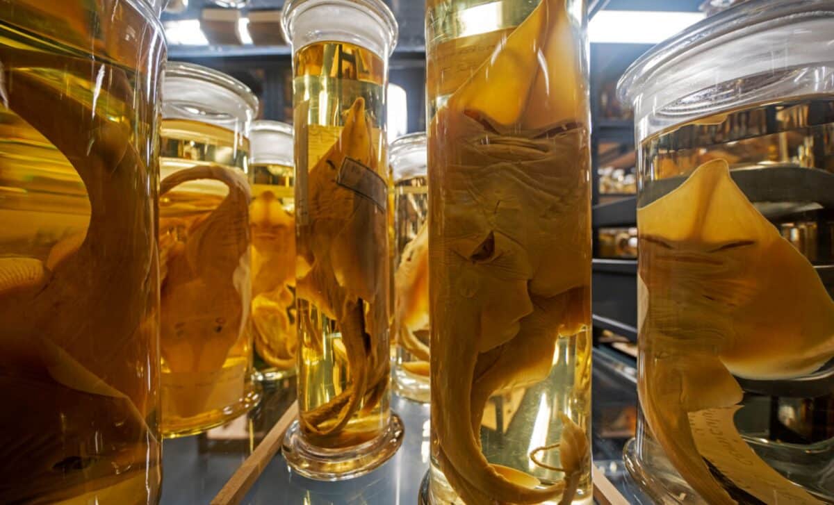 Darwin Speciments Analysed With A Laser (illustrative Image)