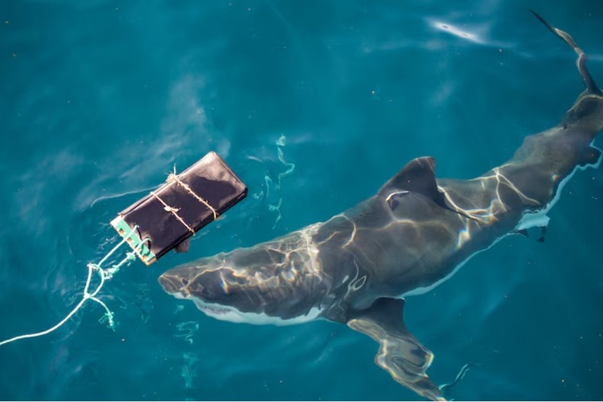 A large shark in the water near testing equipment.