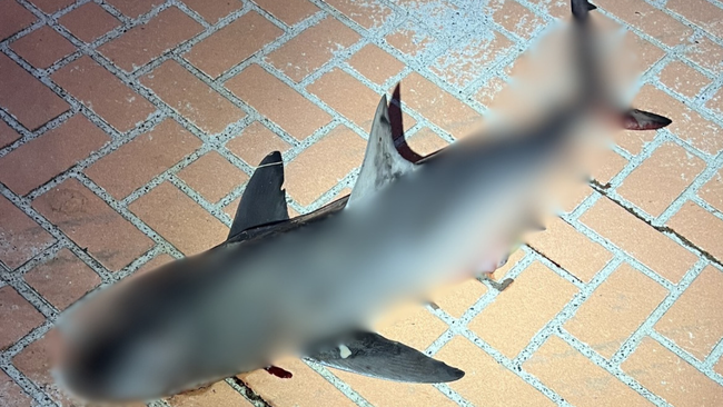 A shark has been found on a road in Kellyville.