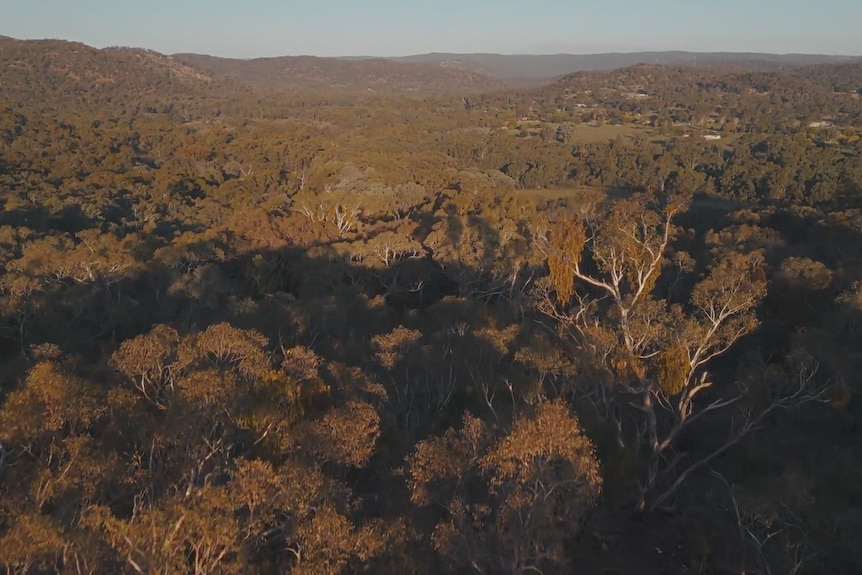 The glorious bush of Yorta Yorta Country on a clear day with a blue sky.