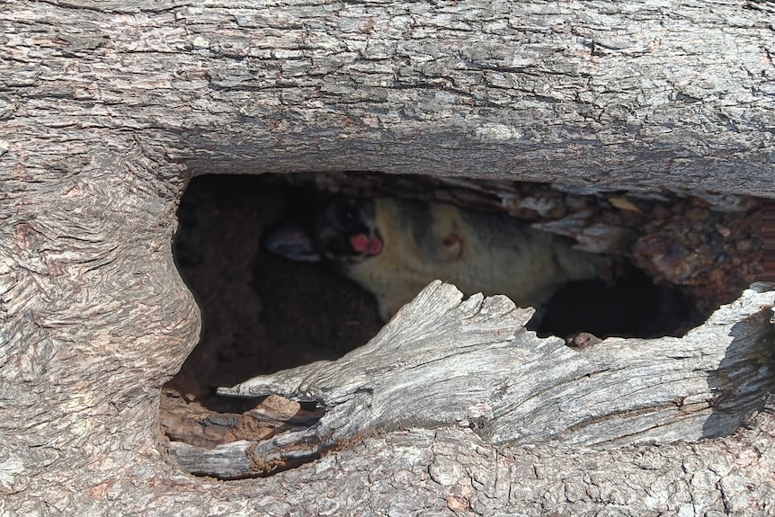 A possum hides in a hollow.