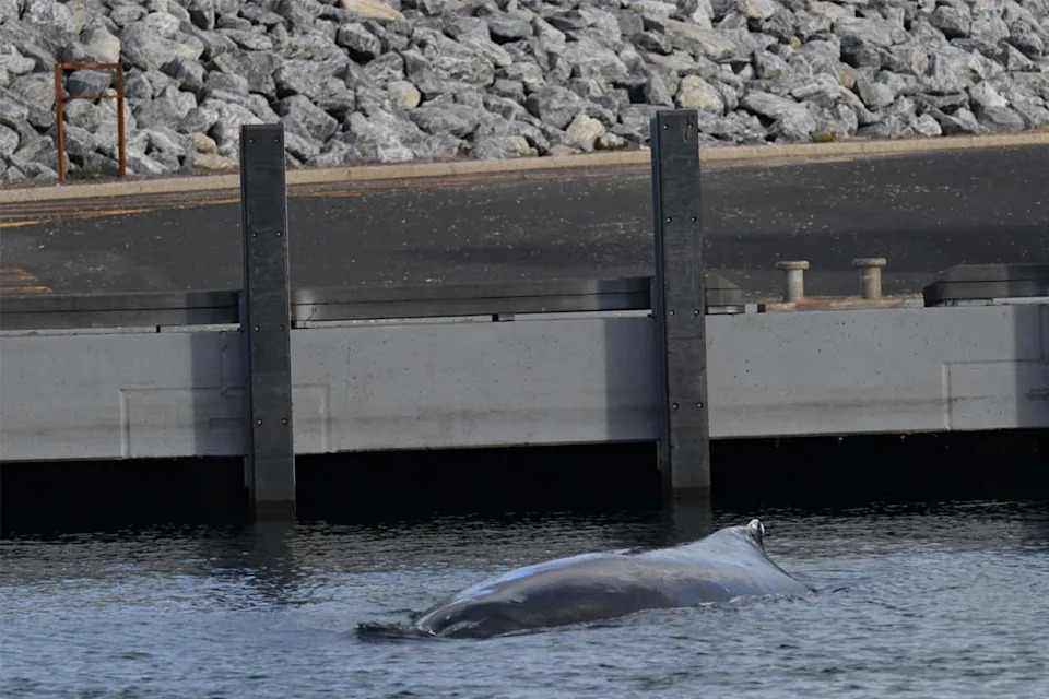 A humpback whale in a boat harbour.
