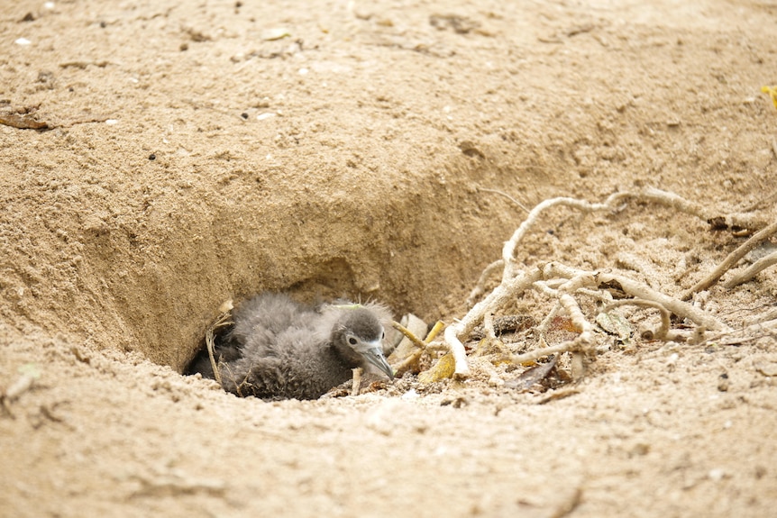 A small bird nests in a sandy burrow.