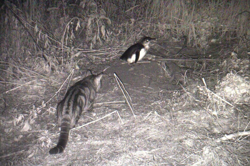 A black and white photo of a feral cat ready to pounce on a small penguin