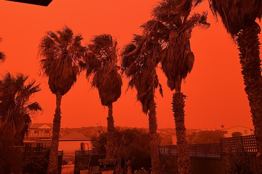 palm trees are seen against a red sky
