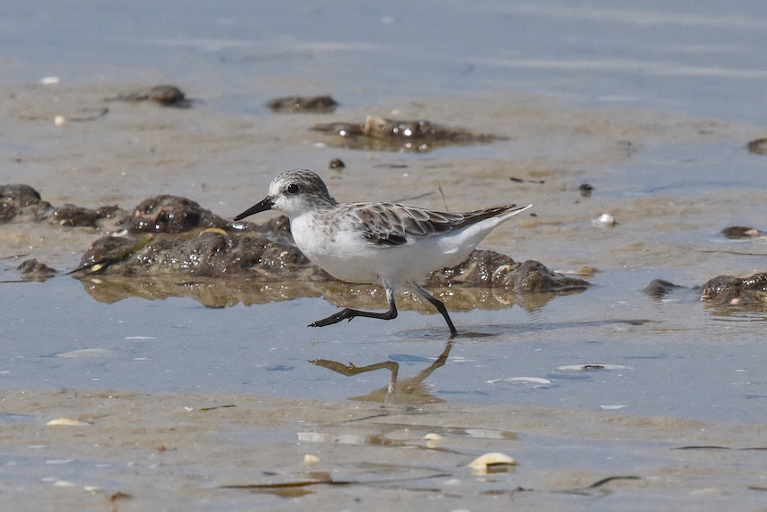 A small white and grey bird running through a small puddle near a shoreline.