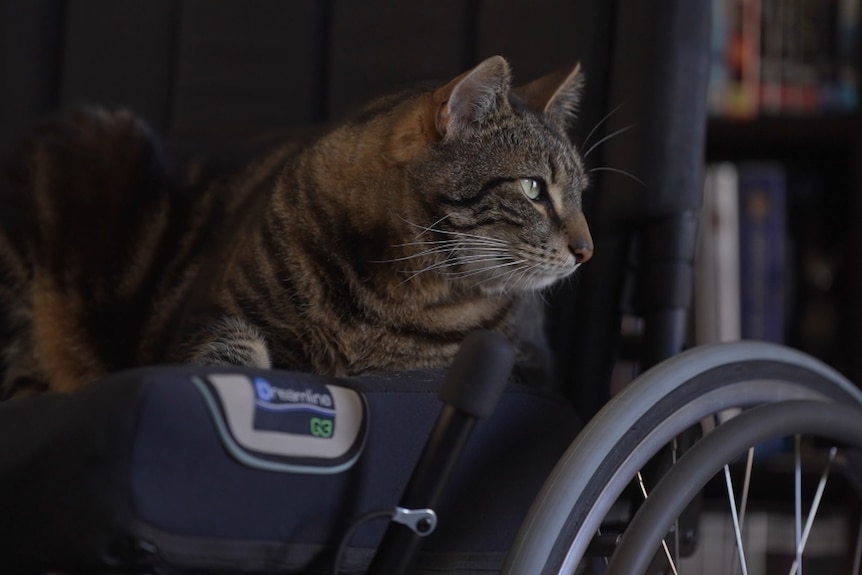 A cat sits in a wheelchair