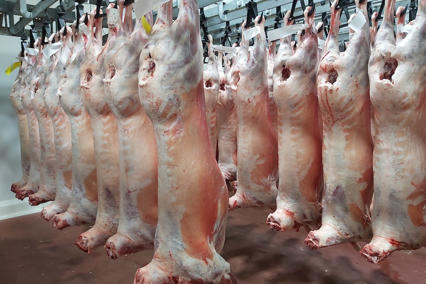 Rows of lamb carcasses hang in a meat processing facility.