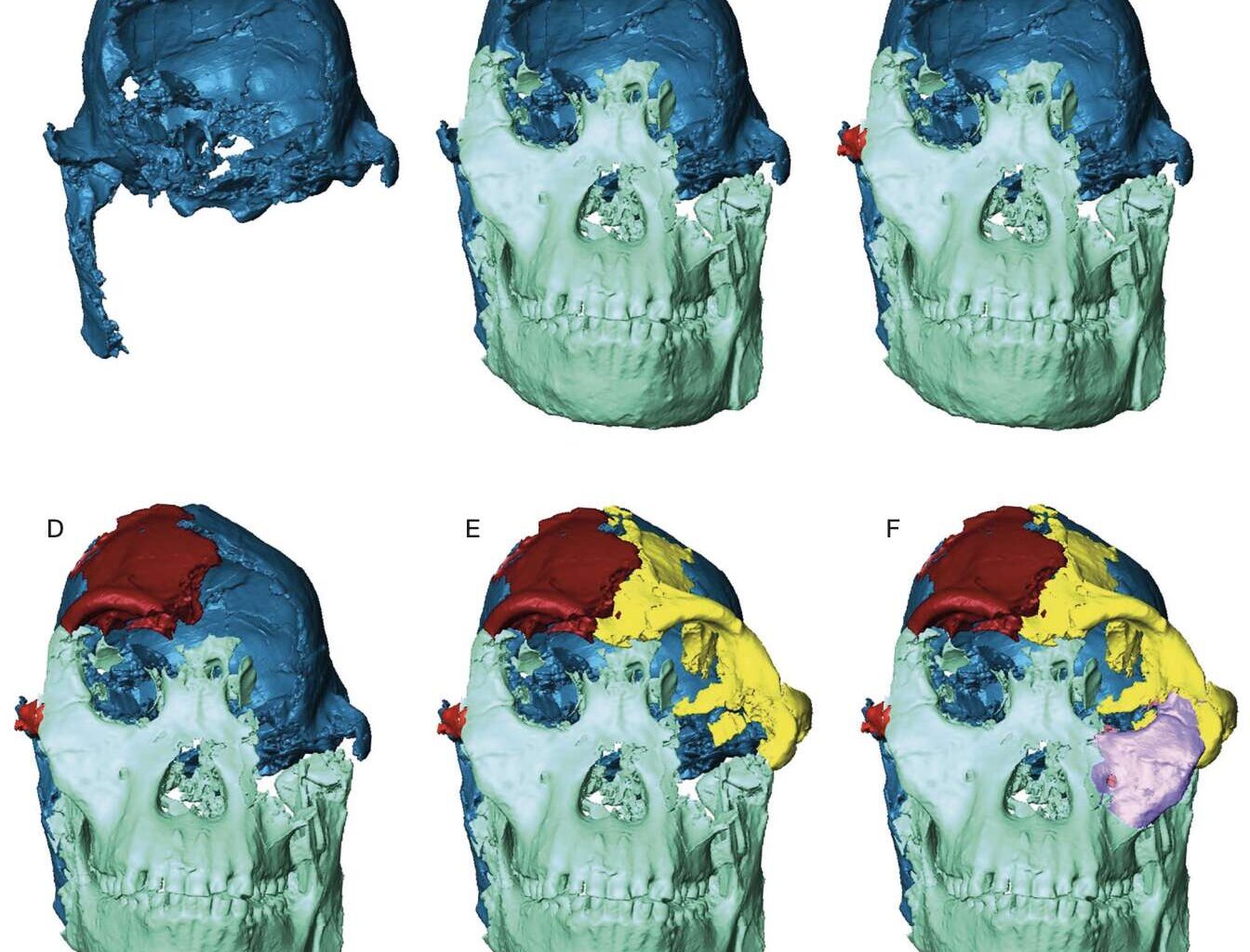 Digital reconstruction of the face of the Little Foot fossil