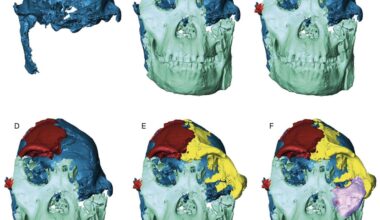 Digital reconstruction of the face of the Little Foot fossil