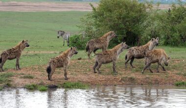 How Spotted Hyenas Are Saving Mekelle: Ethiopia's Unlikely Eco-Warriors