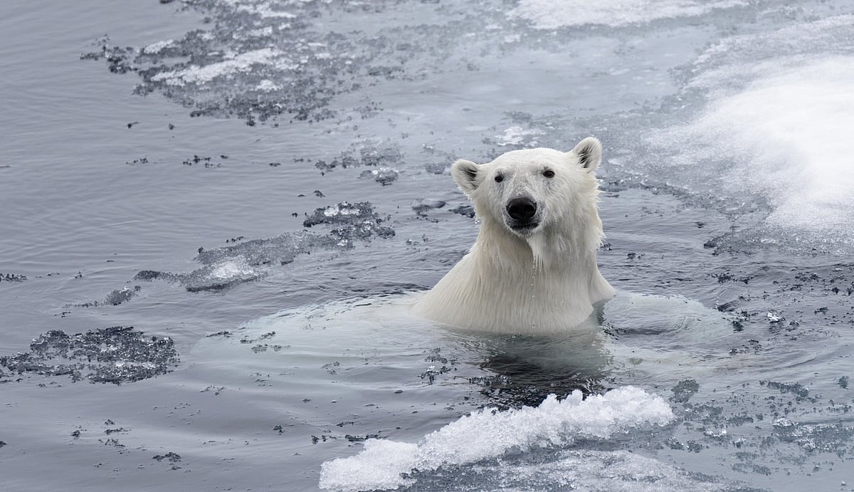 Seals Risk Polar Bear Encounters for Diverse Diets Amid Climate Change, UBC Study Reveals