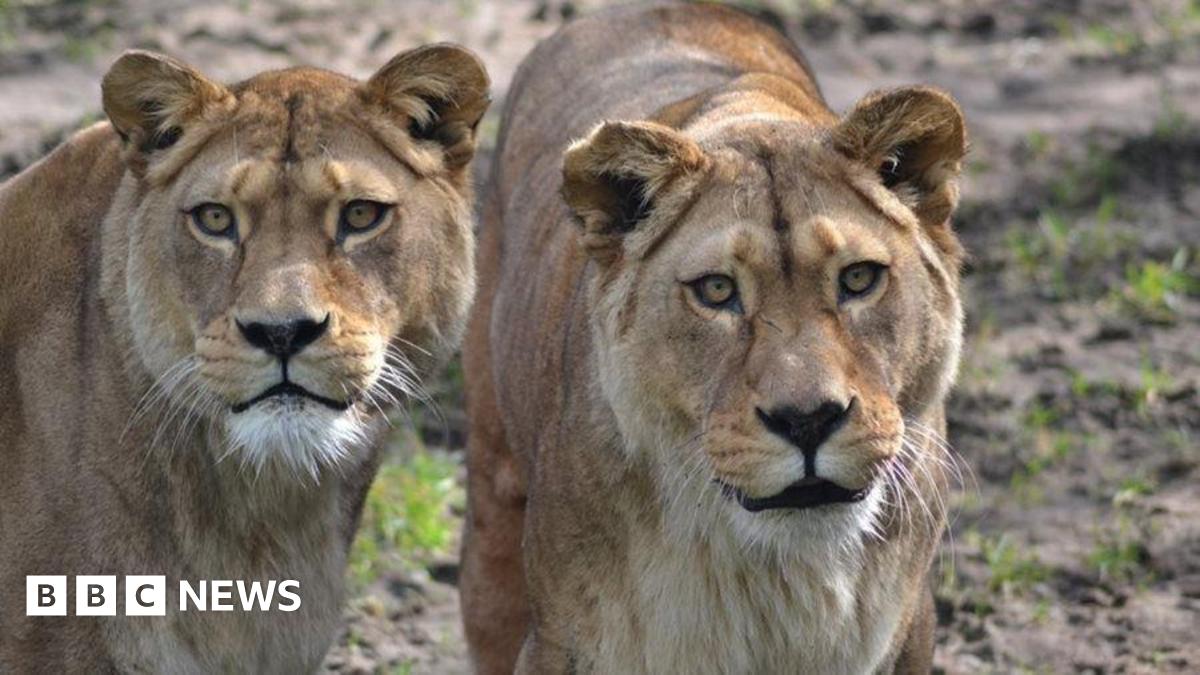 Two female barbary lions are standing close to each other. Some grass is growing sparsely in soil.