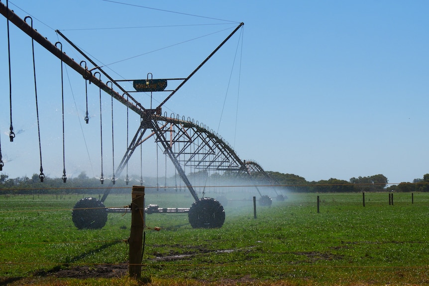 Crop being irrigated.