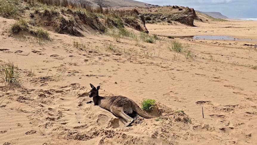 A kangaroo partially dug into sand near dunes on a long sandy beach. The roo has droppings behind it showing it hasn't moved.