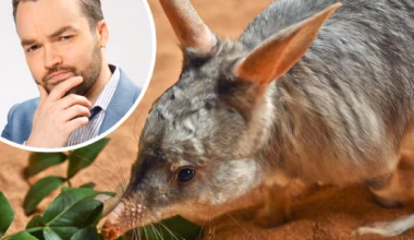 The bilby is native to which continent? - Daily Telegraph Sydney