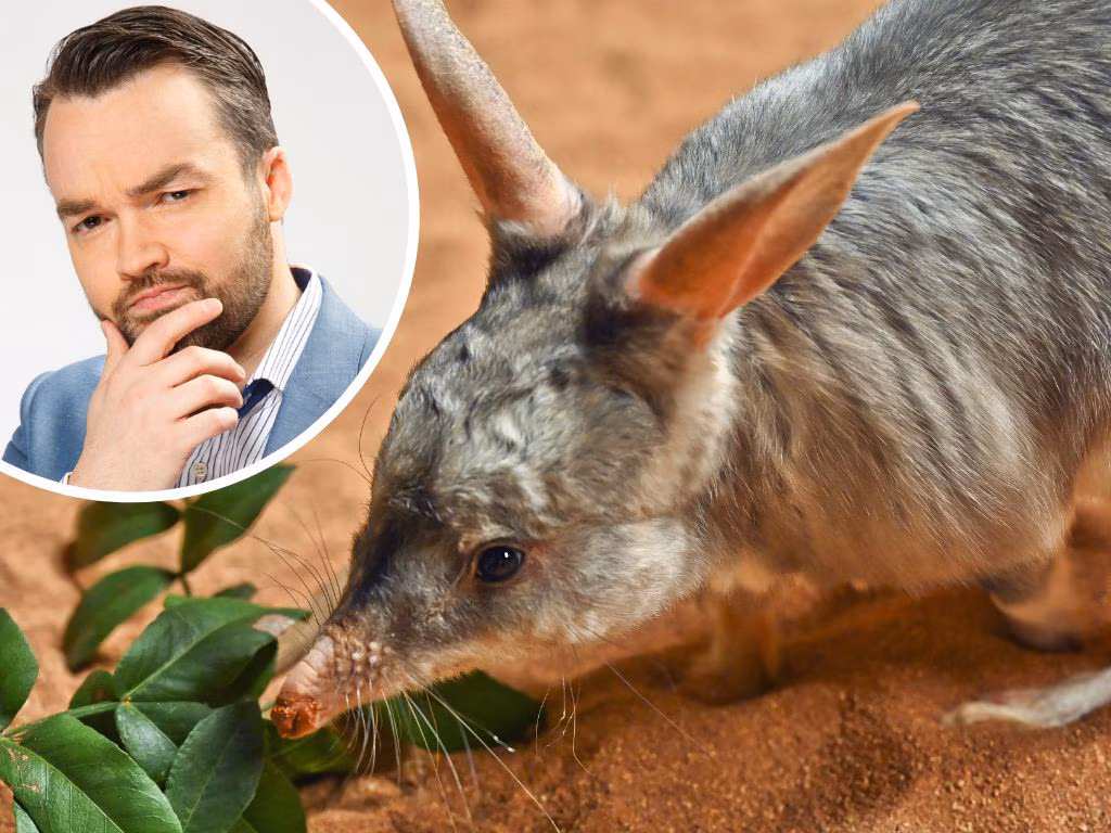 The bilby is native to which continent? - Daily Telegraph Sydney