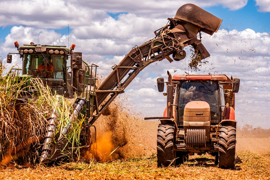 A sugar cane harvester cutting cane and loading it into a tractor towing a large bin