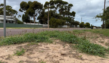 Roadside discovery sparks invasive species alarm in sleepy Aussie tourist town: 'Worst nightmare'