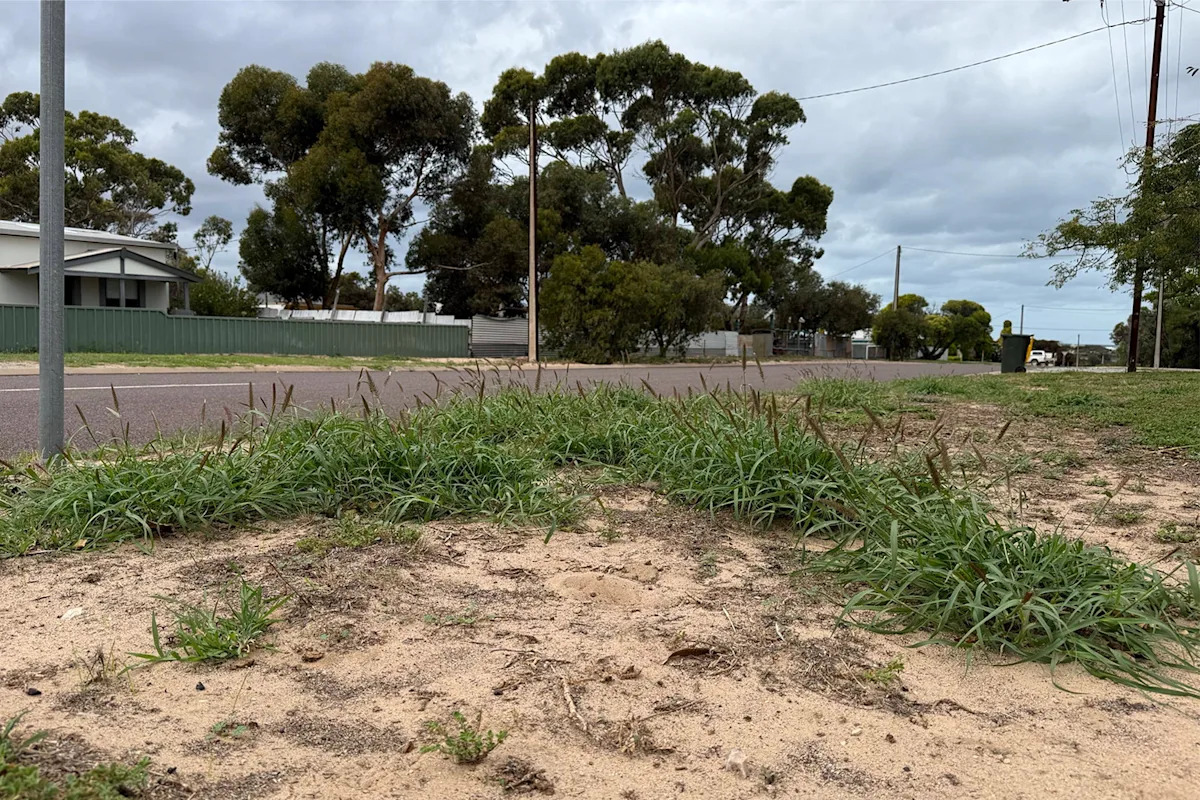 Roadside discovery sparks invasive species alarm in sleepy Aussie tourist town: 'Worst nightmare'