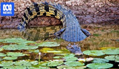 AI crocodile detection trials begin in north Queensland