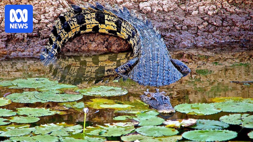 AI crocodile detection trials begin in north Queensland