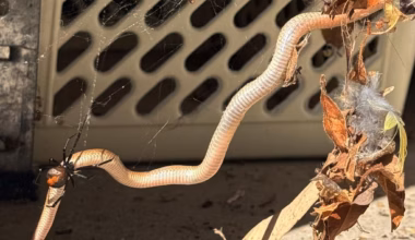 Subscribe to The Advertiser for exclusive stories