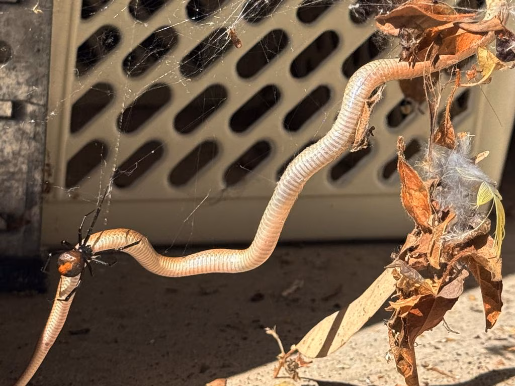 Subscribe to The Advertiser for exclusive stories