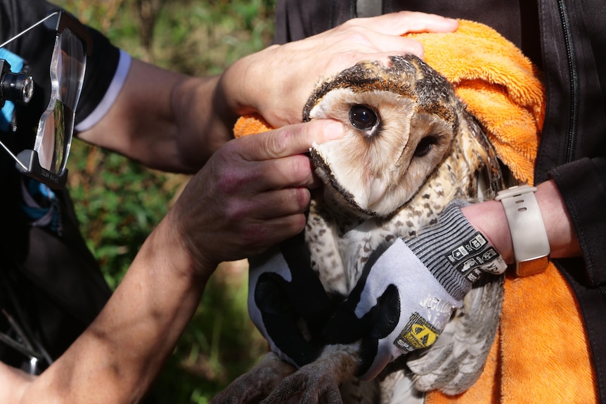 An owl being held in an orange blanket.