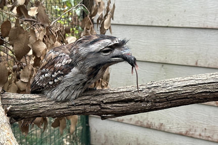 A grey tawny frog mouth owl siting on a branch with a grey mouse hanging out of its beak.