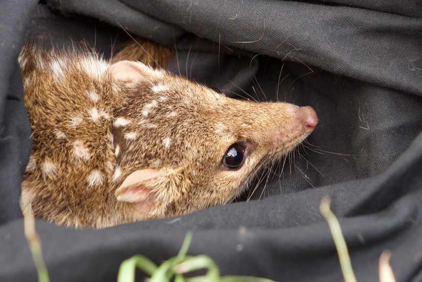 A small, brown, furry northern quoll up close. 