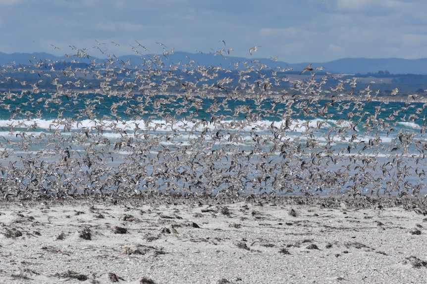 A large flock of birds flying over a beach.