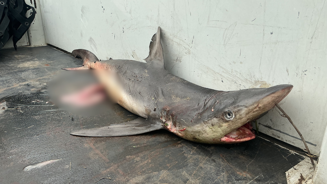 The shark was around 1.5m in length.