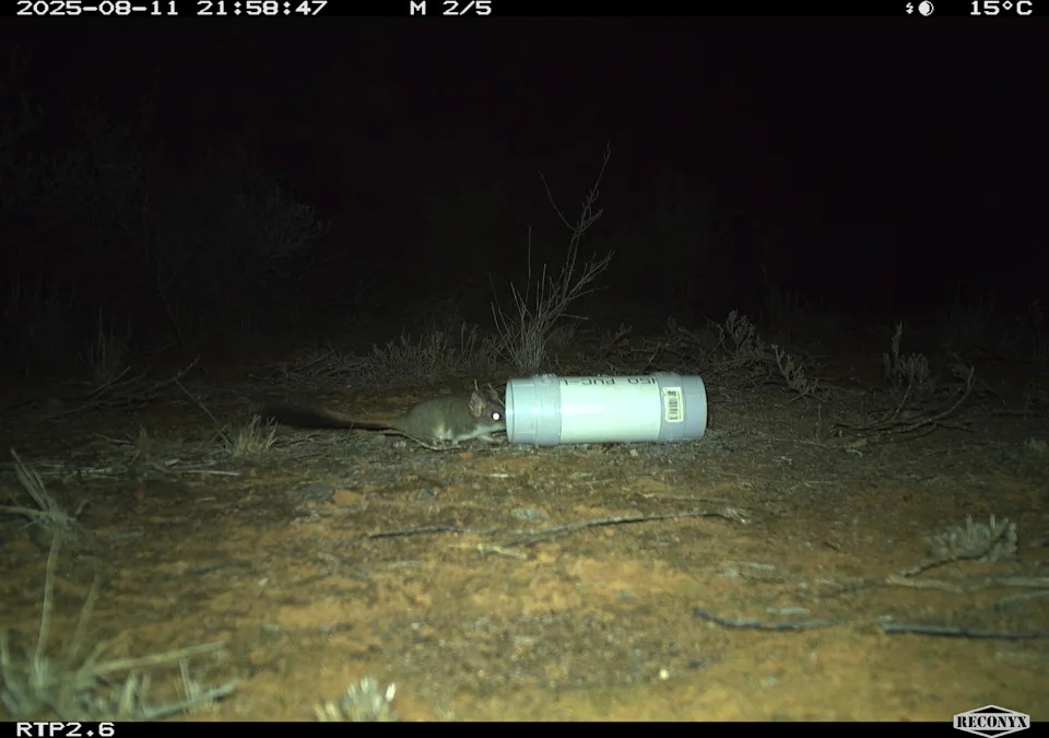 A motion sensor camera at the NSW sanctuary shows a red-tailed phascogale feeding at a bait station.