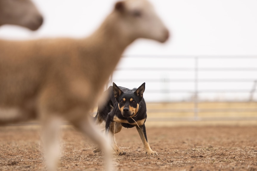 A black and tan kelpie stares intently at a sheep in the foreground.
