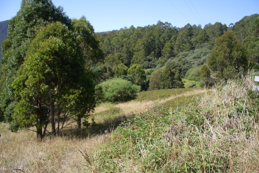 Blackberries growing in a paddock.