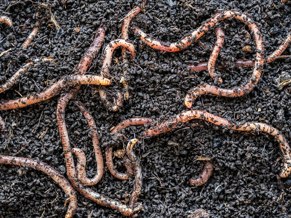 Perhaps earthworms will become a staple in long-duration crewed missions, helping turn throwaway items into vital compost. Credit: Jose A. Bernat Bacete